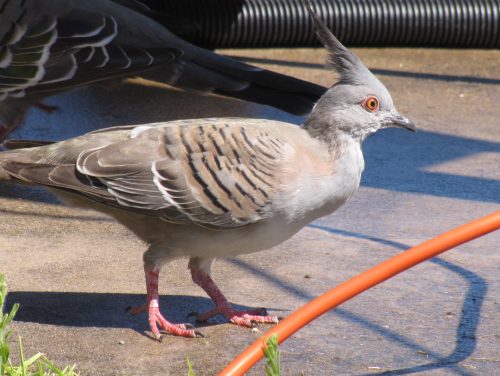 Crested Pigeon