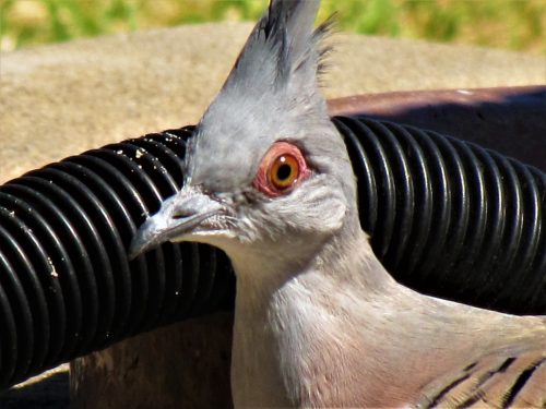 Crested Pigeon