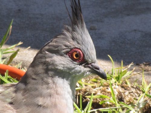 Crested Pigeon