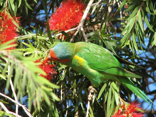 Musk Lorikeet