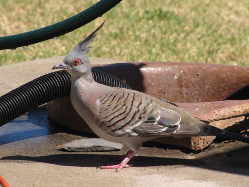 Crested Pigeon