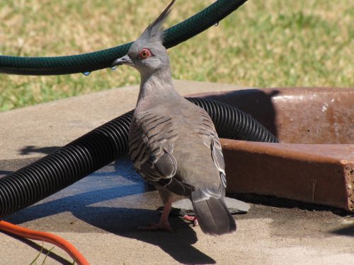 Crested Pigeon