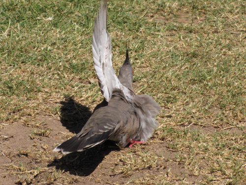 Crested Pigeon sunning itself