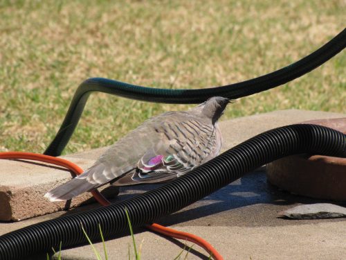 Crested Pigeon