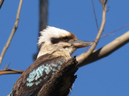 Laughing Kookaburra