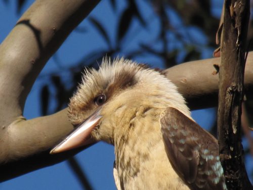 Laughing Kookaburra