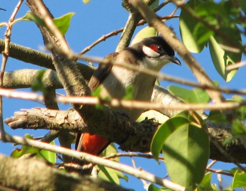 Red-whiskered Bulbul