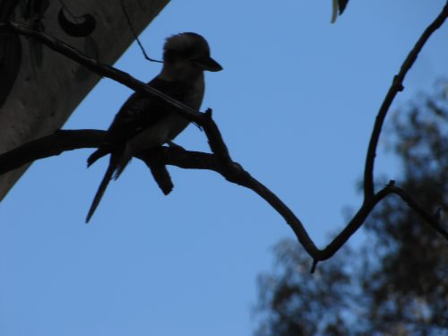 Laughing Kookaburra