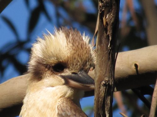 Laughing Kookaburra