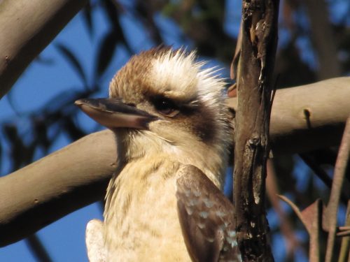 Laughing Kookaburra