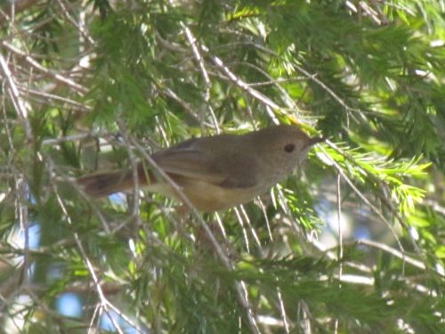 Striated Thornbill (?)