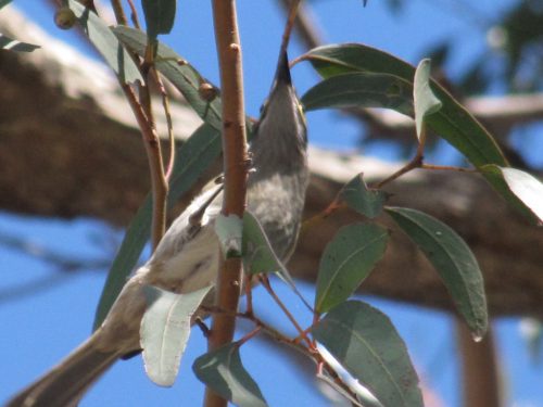 Yellow-faced Honeyeater (?)