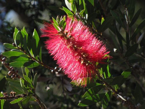 Ku Ring Gai Wildflower Gardens