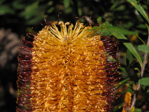 Banksia flower