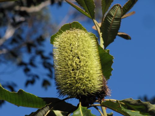 Banksia flower