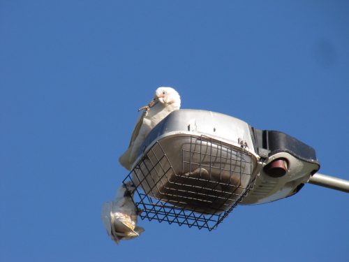 Little Corellas