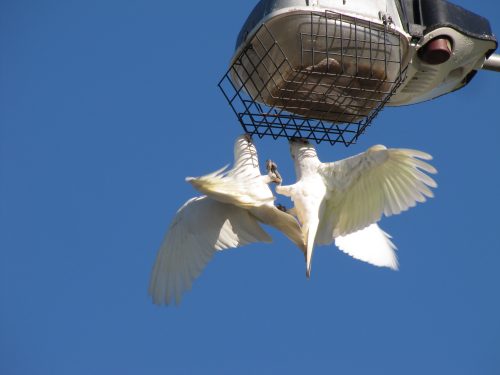 Little Corellas