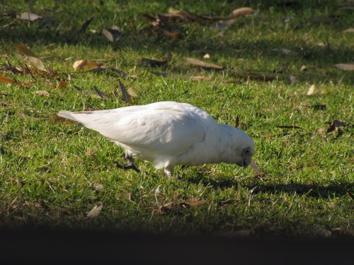 Little Corella