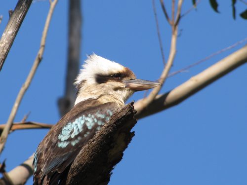 Laughing Kookaburra