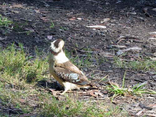 Laughing Kookaburra