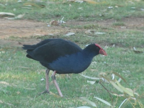 Purple Swamphen