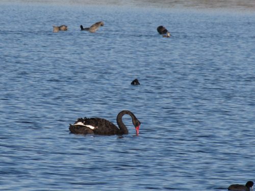 Black Swan, Murray Bridge