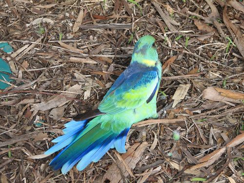 Australian Ringneck parrot