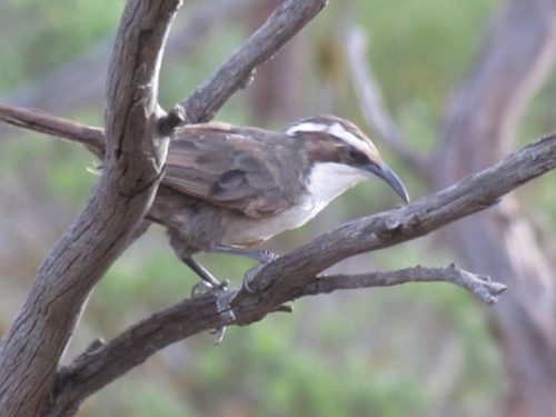 White-browed Babbler