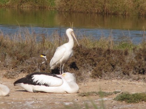 Australia Pelican, Yellow-billed Spoonbill, Masked Lapwing