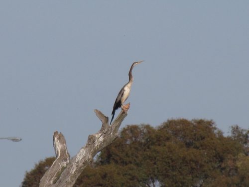 Female Australasian Darter