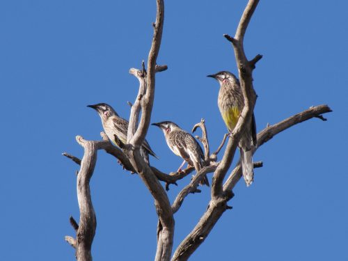 Red Wattlebirds