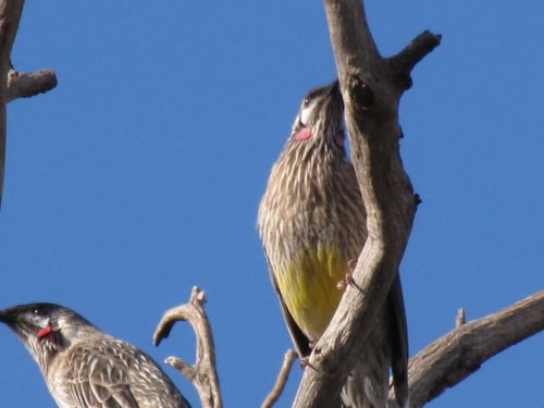 Red Wattlebirds