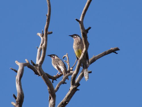 Red Wattlebirds