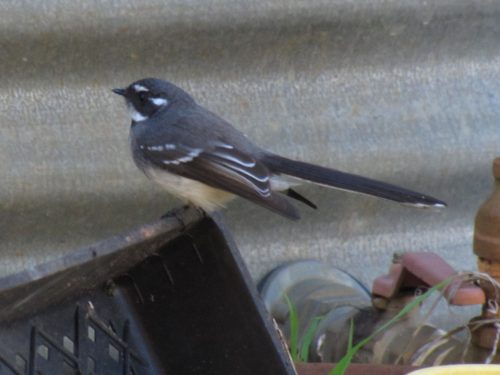 Grey Fantail