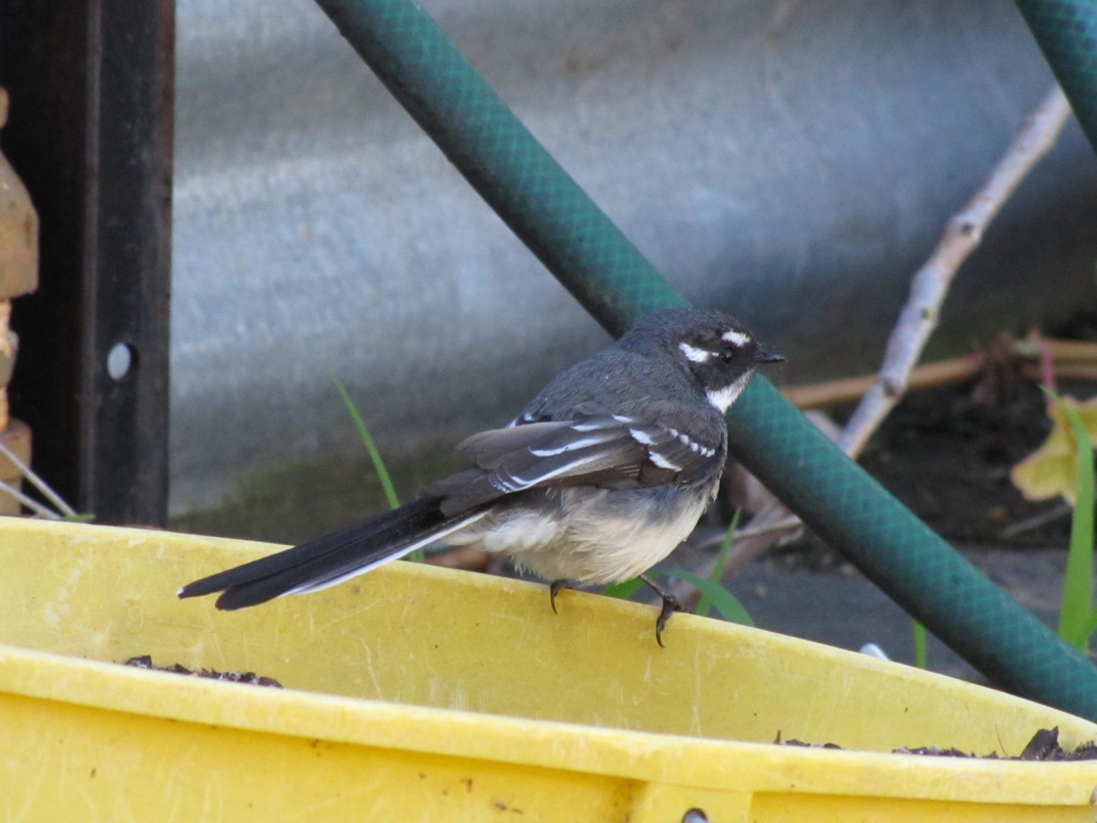 Grey Fantail comes up close Trevor's Birding