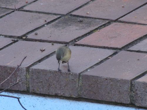 Yellow-rumped Thornbill