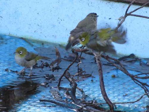 Silvereyes