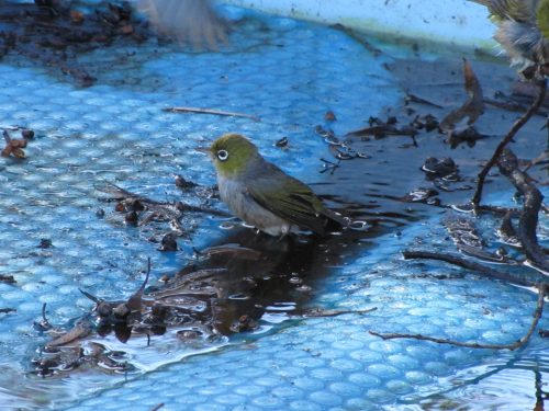 Silvereyes