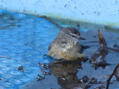 Yellow-rumped Thornbill