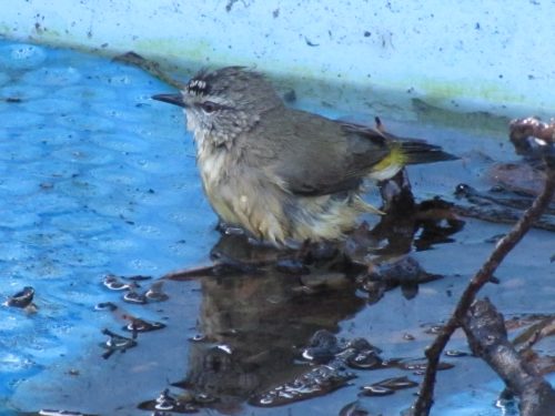 Yellow-rumped Thornbill