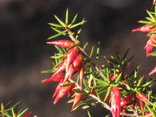 Wildflowers in Monarto Conservation Park