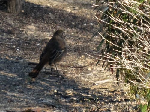 Southern Scrub Robin, Monarto Conservation Park