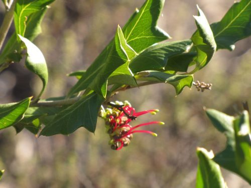 Wildflowers in Monarto Conservation Park