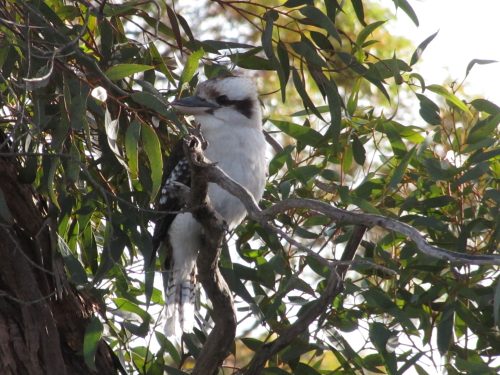 Laughing Kookaburra