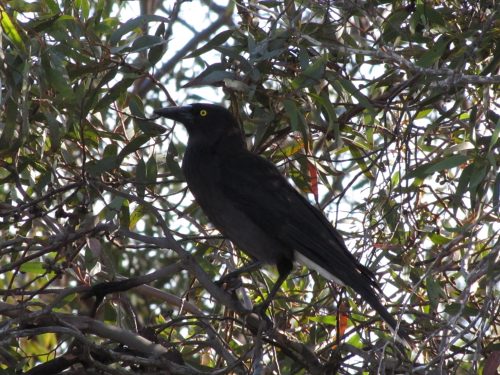 Grey Currawong