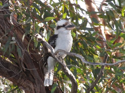 Laughing Kookaburra