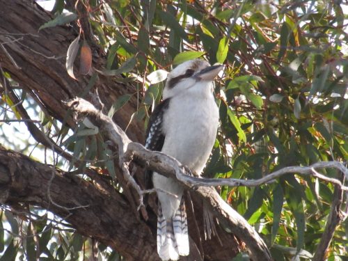 Laughing Kookaburra