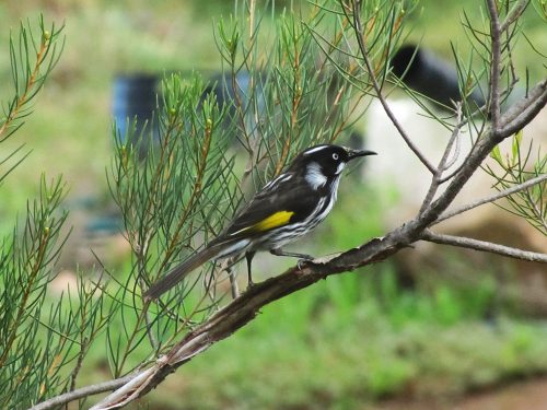 New Holland Honeyeater