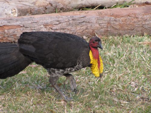 Australian Brush Turkey