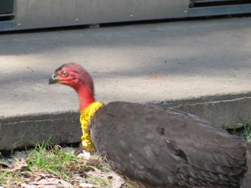 Australian Brushturkey